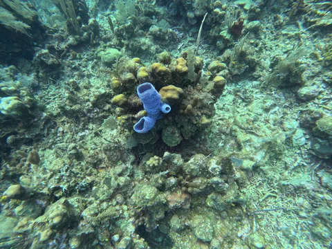 DCIM100GOPROGOPR0099.JPG